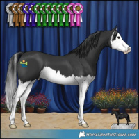 Horse Color:Black Splash 