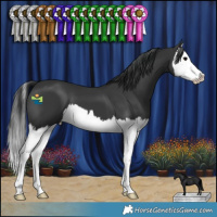 Horse Color:Black Splash