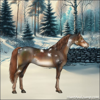 Horse Color:Gray White Spotted Liver Chestnut