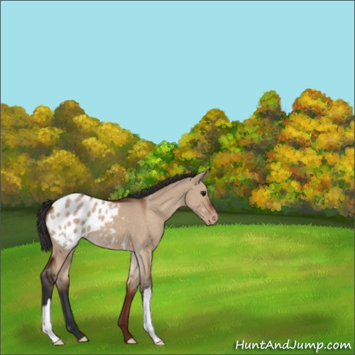 Horse Color:Bay Dun Appaloosa 