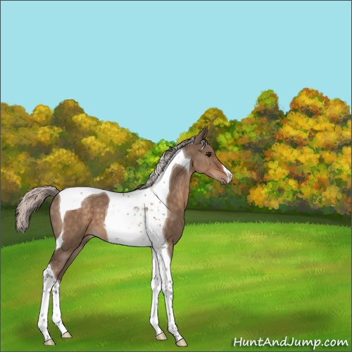 Horse Color:Silver Brown Dun Tobiano 