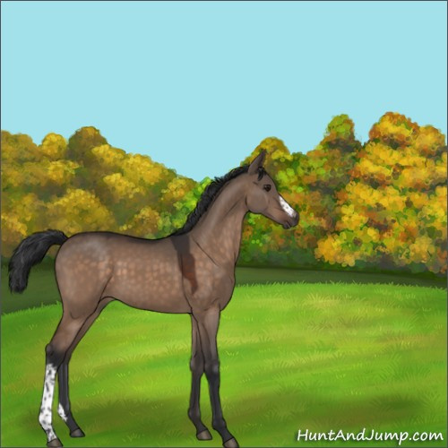 Horse Color:Brown Dun 