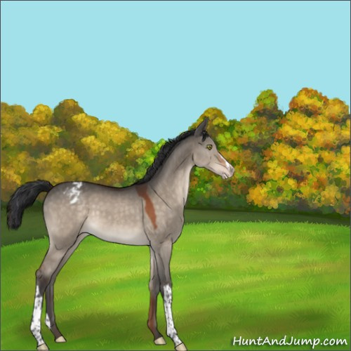 Horse Color:Bay Dun Appaloosa 