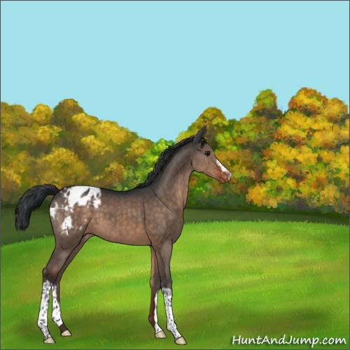 Horse Color:Brown Dun Appaloosa 