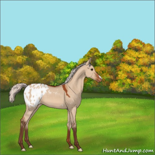 Horse Color:Silver Bay Dun Appaloosa 