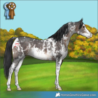 Horse Color:White Spotted Brown Sabino 