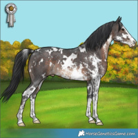 Horse Color:White Spotted Brown Sabino