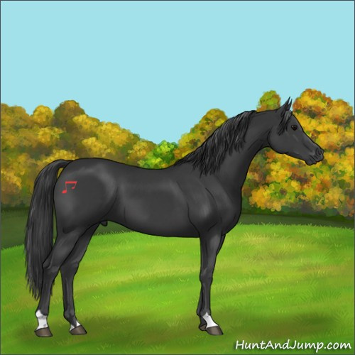 Horse Color:Black 