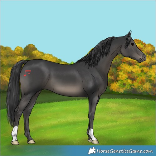 Horse Color:Black 