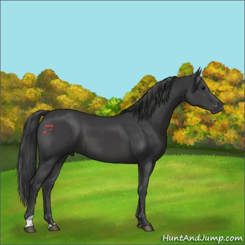 Horse Color:Black 