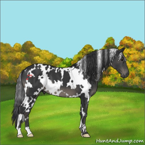 Horse Color:White Spotted Black 