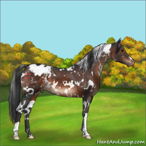 Horse Color:White Spotted Brown Appaloosa 