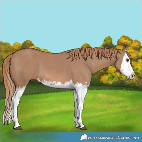 Horse Color:Red Dun Splash  and Red Dun Splash 