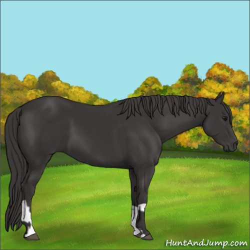 Horse Color:Smoky Black and Smoky Black