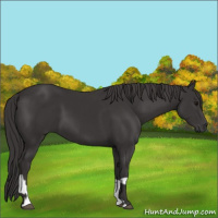 Horse Color:Smoky Black  and Smoky Black