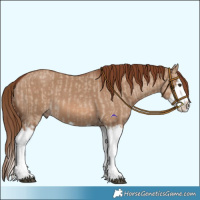Horse Color:Red Dun Splash  and Red Dun Splash 