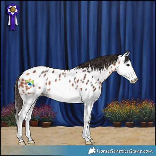 Horse Color:Bay Splash Appaloosa Rabicano 