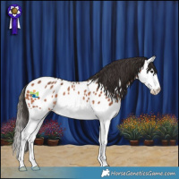Horse Color:Bay Splash Appaloosa Rabicano 
