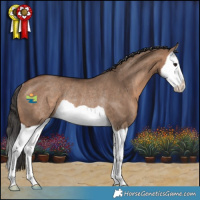 Horse Color:Brown Dun Splash Rabicano 