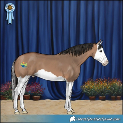 Horse Color:Bay Dun Splash 