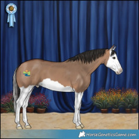 Horse Color:Bay Dun Splash 