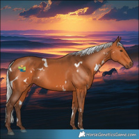 Horse Color:White Spotted Silver Bay Rabicano 