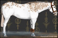 Horse Color:Red Dun Splash  and Red Dun Splash Near Leopard 