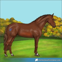 Horse Color:Chestnut 
