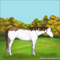 Horse Color:Red Dun Splash  and Gray Red Dun Splash 