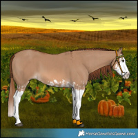 Horse Color:Red Dun Splash and Red Dun Splash