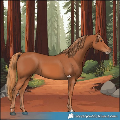 Horse Color:Chestnut Frame 