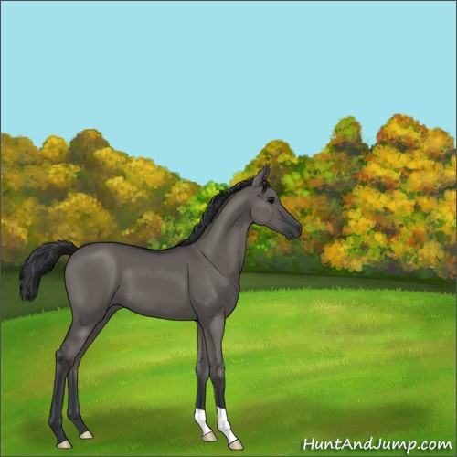 Horse Color:Grullo 