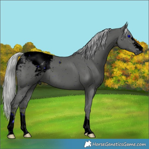 Horse Color:ERROR: UNKNOWN ANOMALY