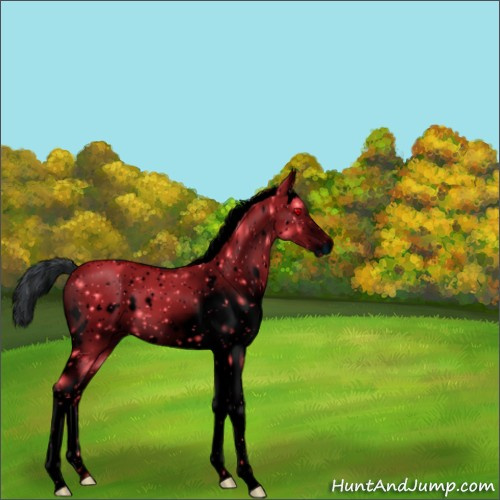 Horse Color:ERROR: UNKNOWN ANOMALY