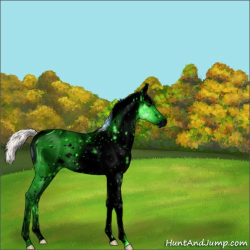 Horse Color:ERROR: UNKNOWN ANOMALY