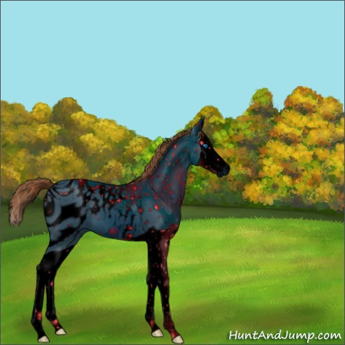 Horse Color:ERROR: UNKNOWN ANOMALY