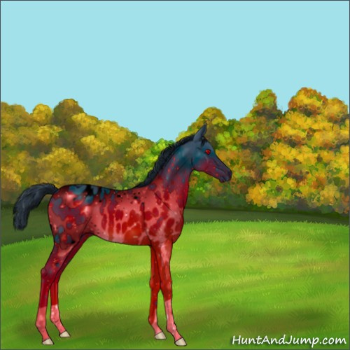 Horse Color:ERROR: UNKNOWN ANOMALY