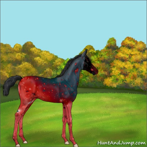 Horse Color:ERROR: UNKNOWN ANOMALY