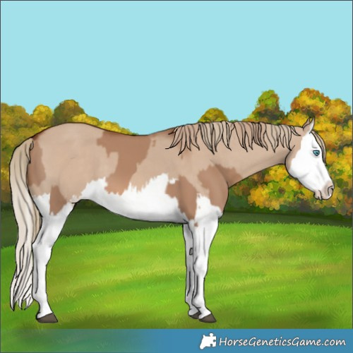 Horse Color:Red Dun Splash  and Red Dun Splash 