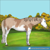 Horse Color:Red Dun Splash  and Red Dun Splash 