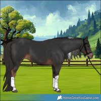 Horse Color:Liver Chestnut Tobiano 
