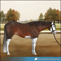 Horse Color:Liver Chestnut Splash 
