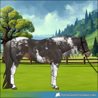 Horse Color:Liver Chestnut Tobiano 