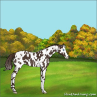 Horse Color:Liver Chestnut Splash Tobiano Appaloosa 