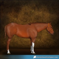 Horse Color:White Spotted Chestnut Tobiano 