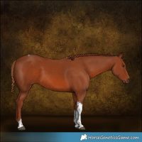Horse Color:White Spotted Chestnut Tobiano 
