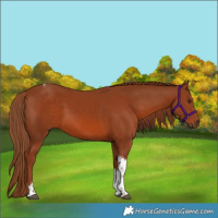 Horse Color:White Spotted Chestnut Tobiano
