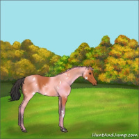 Horse Color:White Spotted Bay 