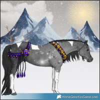 Horse Color:Black Tobiano 