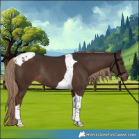 Horse Color:Liver Chestnut Tobiano Rabicano 